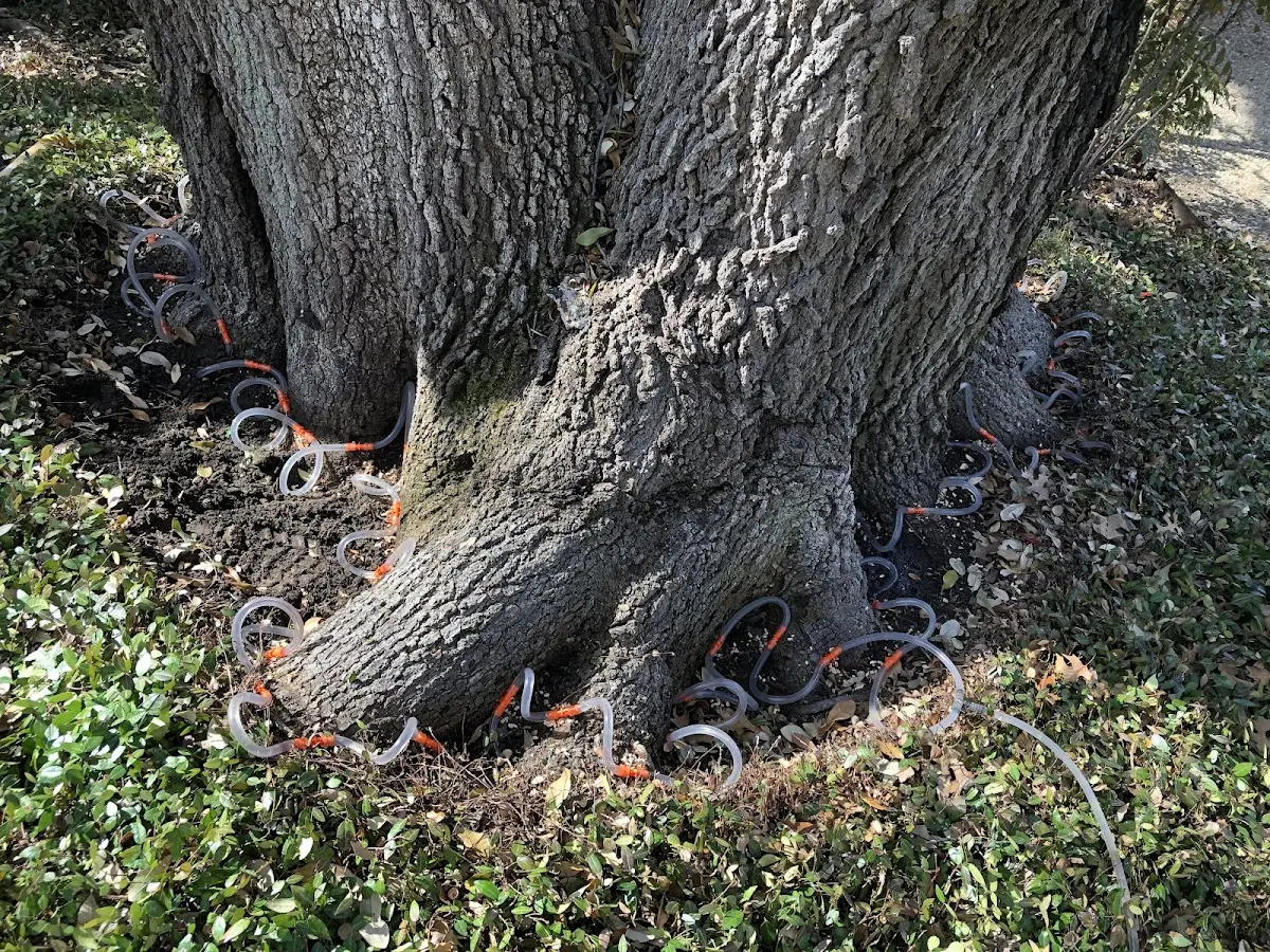 Detailed Tree Cabling and Bracing job site in Oakfield